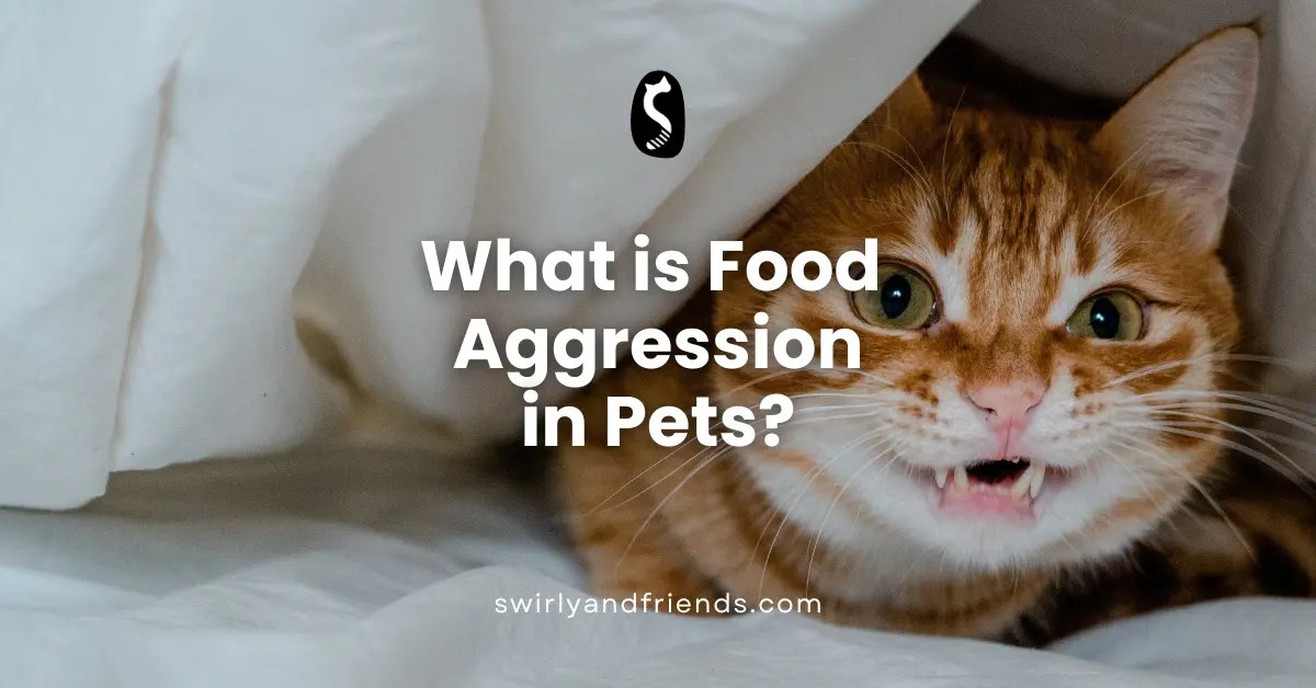 Why is my Pet Aggressive Around Food?